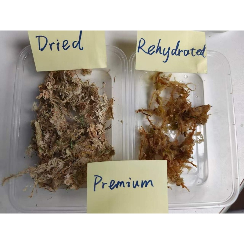 Premium Sphagnum Moss for Orch - Sphagnum Moss Dry recension och pris